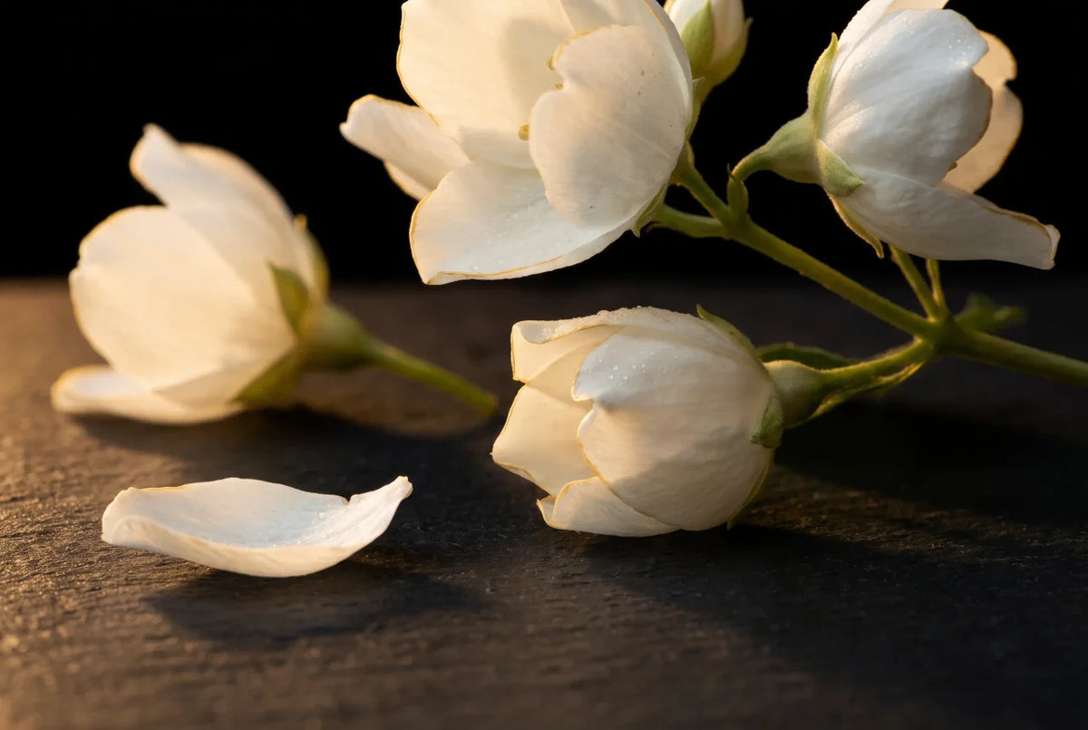 Jasmine